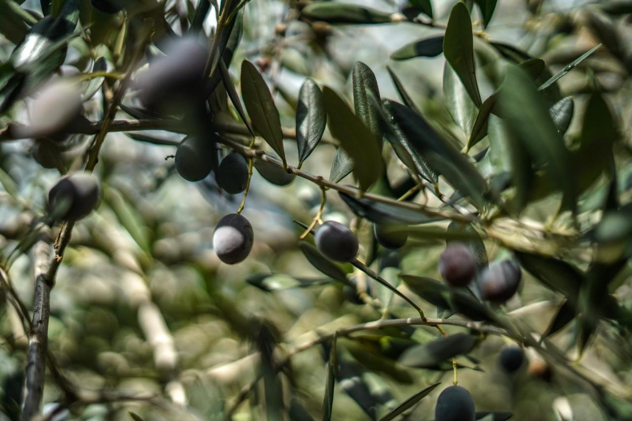 Agriturismo La Rocca San Bartolomeo Al Mare Εξωτερικό φωτογραφία