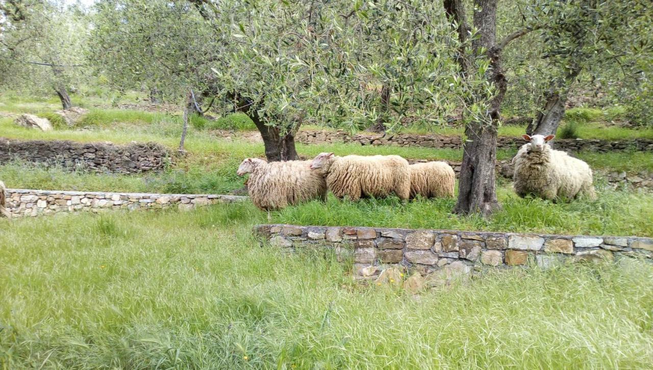 Agriturismo La Rocca San Bartolomeo Al Mare Εξωτερικό φωτογραφία